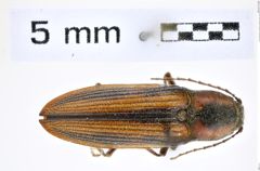 Foto (Dorsalansicht) von Tesolasomus trivittata (LeConte, 1953) (NHMW-ZOO-COL-0008292)